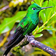 Green-crowned Brilliant