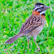 Rufous-collared Sparrow