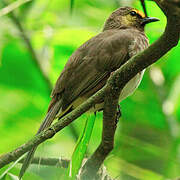 Orange-spotted Bulbul