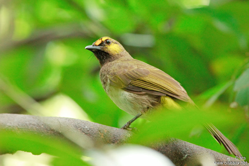 Orange-spotted Bulbul, identification