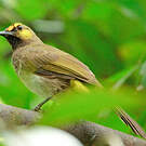 Bulbul bimaculé