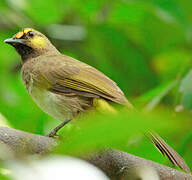 Orange-spotted Bulbul