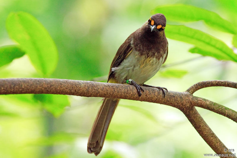 Orange-spotted Bulbul, identification