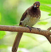 Orange-spotted Bulbul