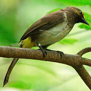 Orange-spotted Bulbul