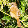 Bulbul de Conrad