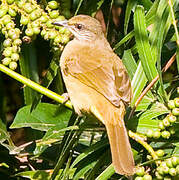 Streak-eared Bulbul