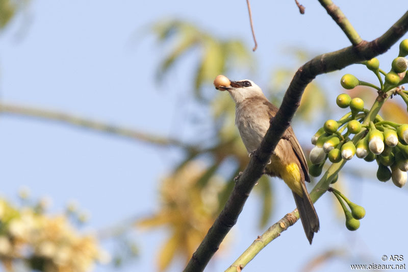 Yellow-vented Bulbuladult, identification