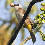 Yellow-vented Bulbul