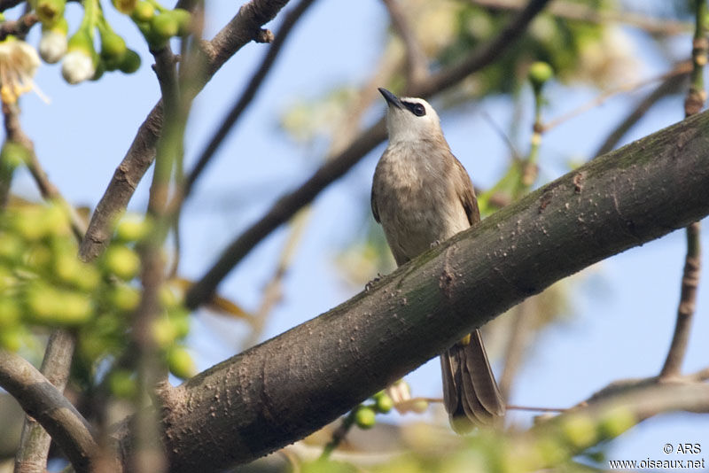 Bulbul goiavieradulte, identification