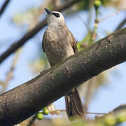 Yellow-vented Bulbul