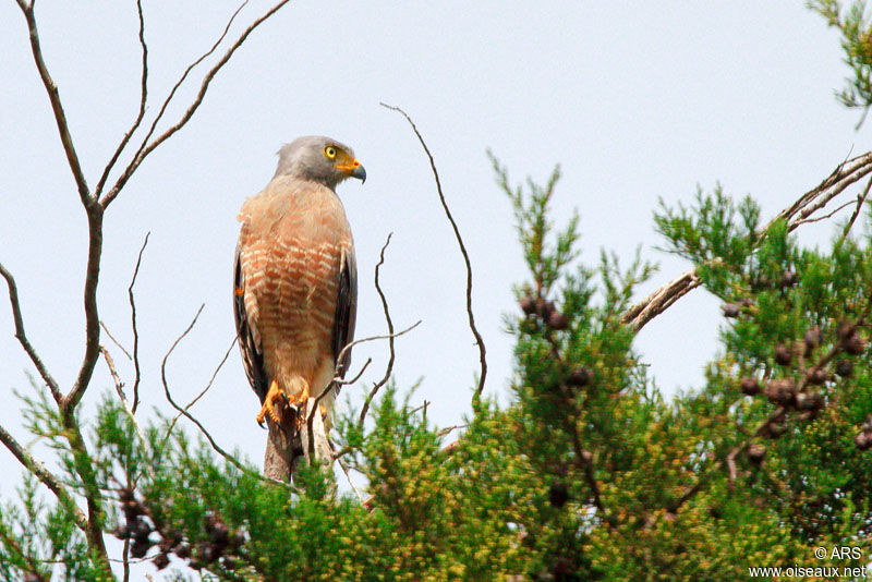 Buse à gros becadulte, identification