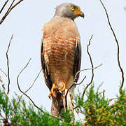 Roadside Hawk