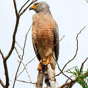 Roadside Hawk