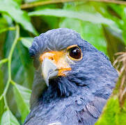 Barred Hawk