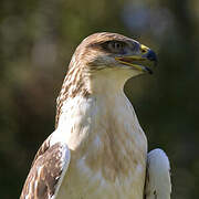 Ferruginous Hawk