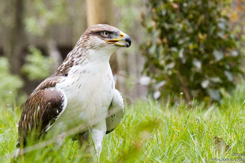 Ferruginous Hawk, identification