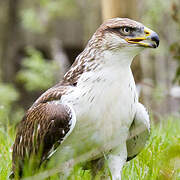 Ferruginous Hawk