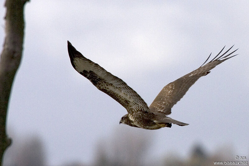 Buse variable, identification