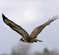 Common Buzzard