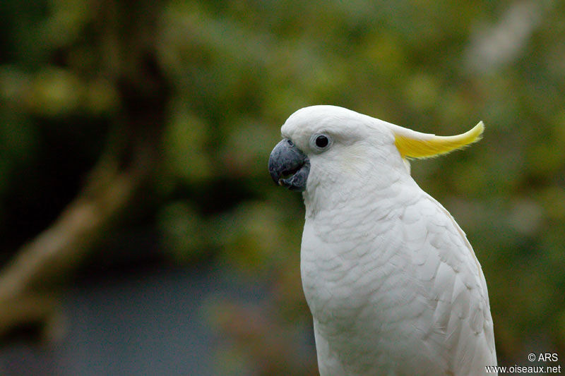 Cacatoès à huppe jaune