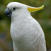 Sulphur-crested Cockatoo