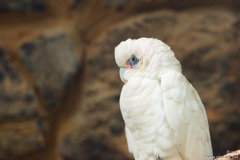 Cacatoès corella, identification