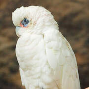 Cacatoès corella