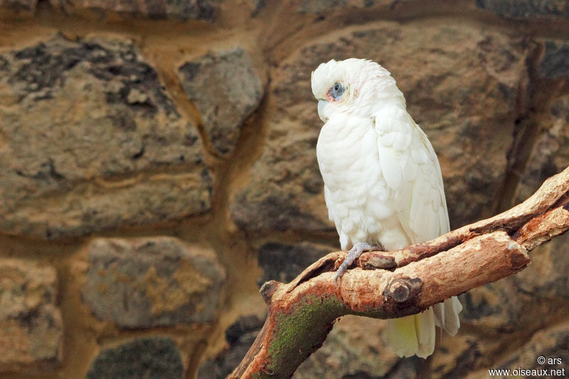 Little Corella, identification