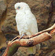 Cacatoès corella