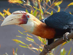 Blyth's Hornbill