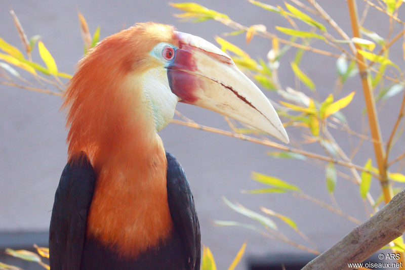 Blyth's Hornbill, identification