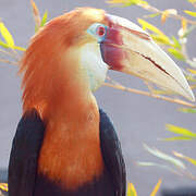 Blyth's Hornbill