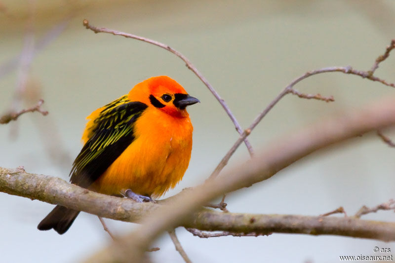 Golden Tanager, identification