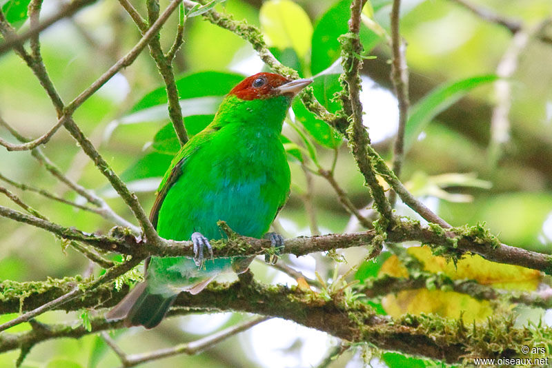 Bay-headed Tanager, identification