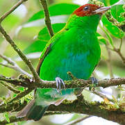 Bay-headed Tanager