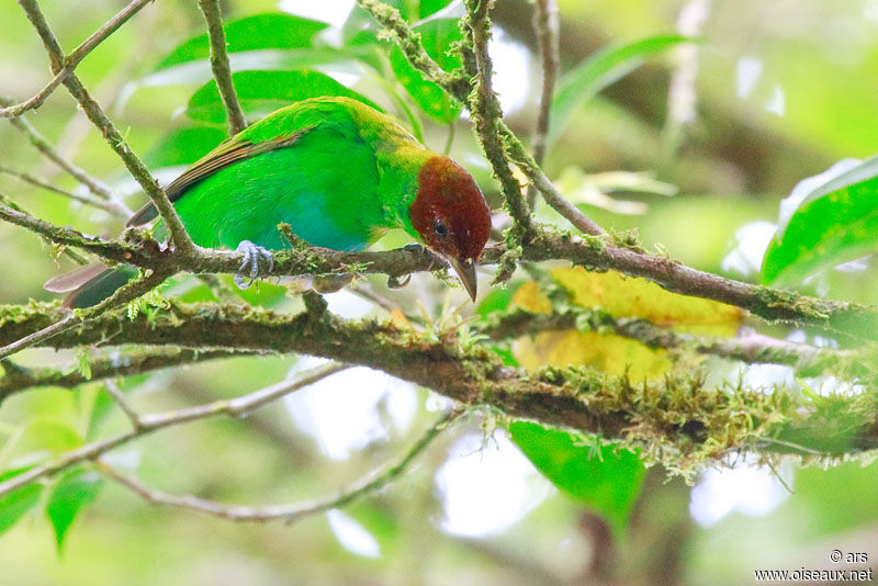 Bay-headed Tanager, identification