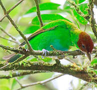 Bay-headed Tanager