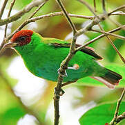 Bay-headed Tanager