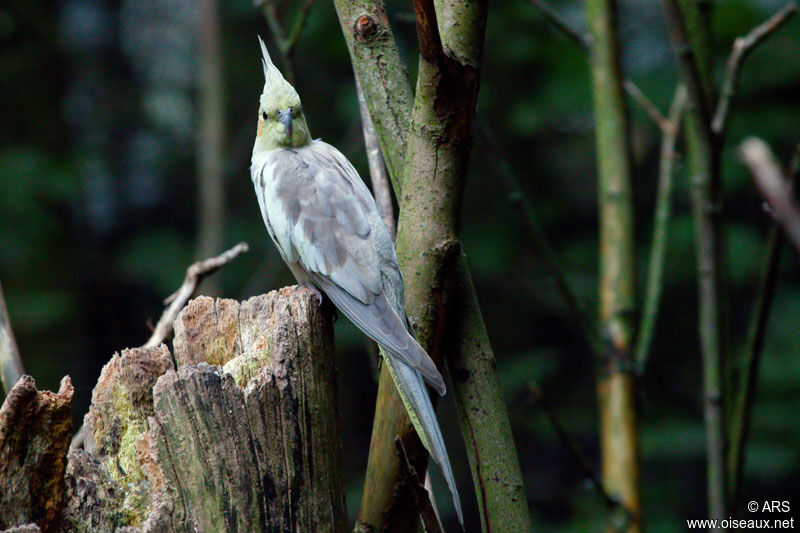 Cockatiel, identification