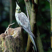 Cockatiel