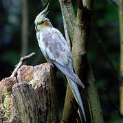 Cockatiel