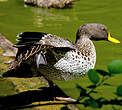 Canard à bec jaune