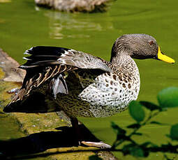 Canard à bec jaune