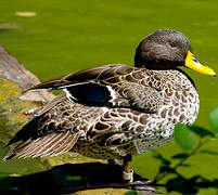 Canard à bec jaune