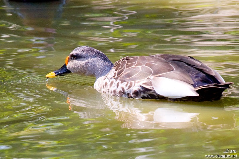 Indian Spot-billed Duck, identification