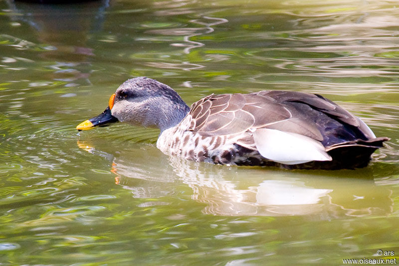 Canard à bec tacheté, identification