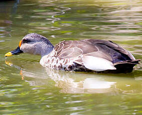 Canard à bec tacheté