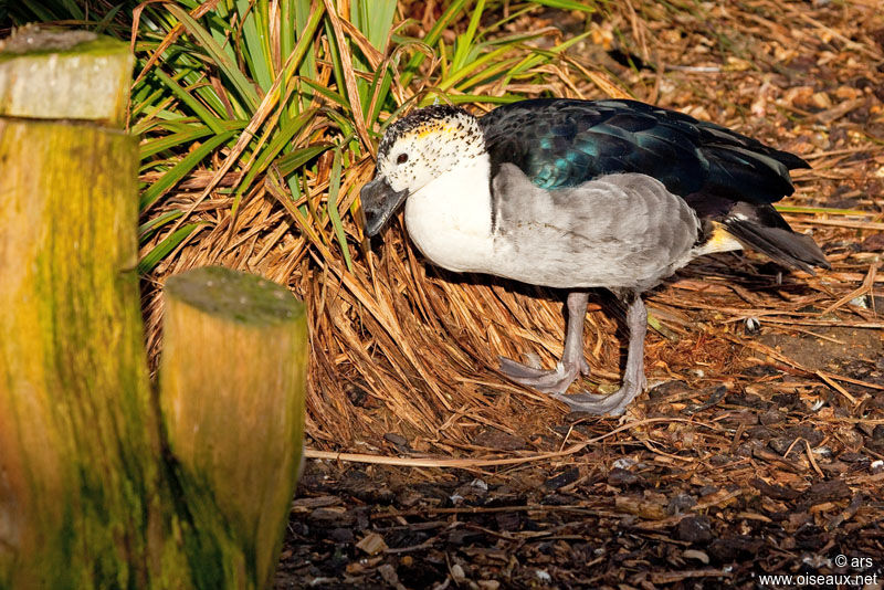 Knob-billed Duck male, identification