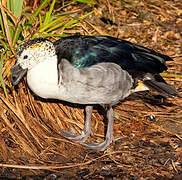 Knob-billed Duck